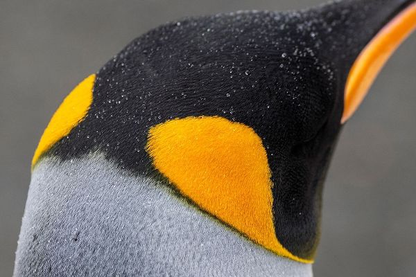 South Georgia-Gold Harbour aka Gold Harbor Detail of raindrops on King penguin feathers